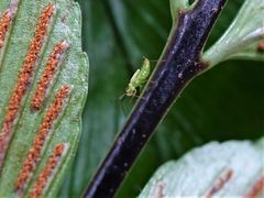 Felisacus elegantulus