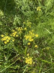 Lomatium bradshawii
