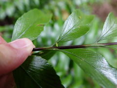 Felisacus elegantulus