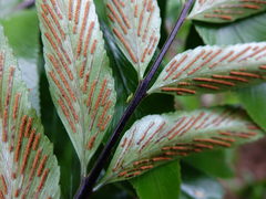 Felisacus elegantulus