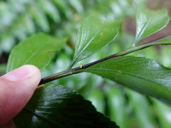 Felisacus elegantulus