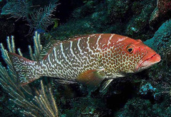 Tiger Grouper photo 4