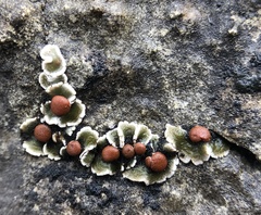 Psora pseudorussellii