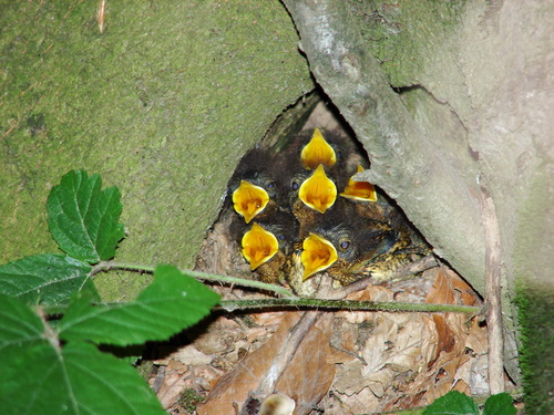 Rougegorge familier, jeune