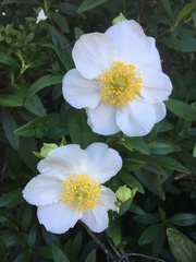 Carpenteria