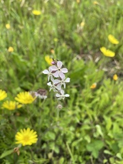 Silene gallica