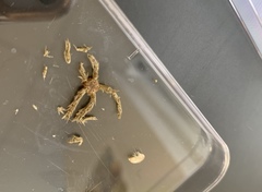 Ophiactidae