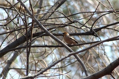 Coccothraustes coccothraustes