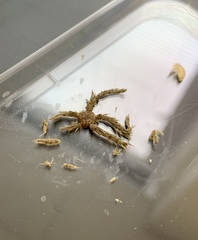 Ophiactidae