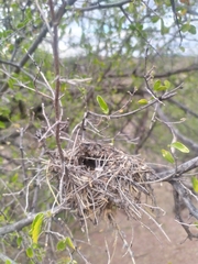 Auriparus flaviceps