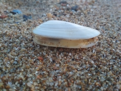 Amarilladesma mactroides