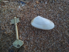 Amarilladesma mactroides