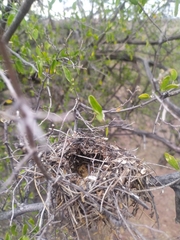 Auriparus flaviceps