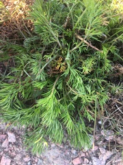 Matricaria discoidea