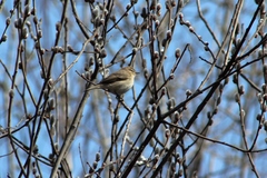 Phylloscopus collybita
