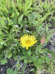 Tragopogon pratensis