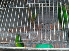 Chlorophonia occipitalis