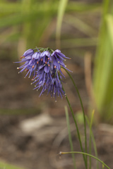 Allium cyaneum