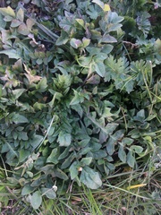 Capsella bursa-pastoris