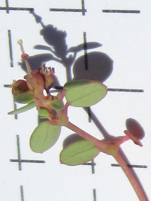 Euphorbia simulans