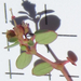 Euphorbia simulans - Photo (c) Chuck Sexton,  זכויות יוצרים חלקיות (CC BY-NC), הועלה על ידי Chuck Sexton