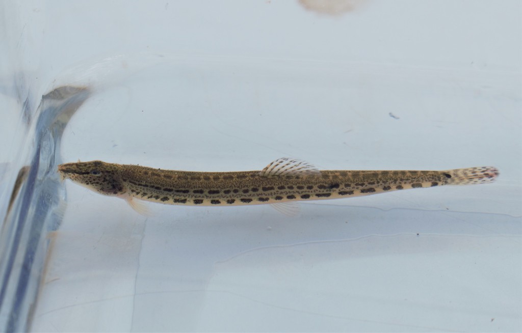 Vardar Spined Loach
