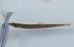 Cobitis vardarensis