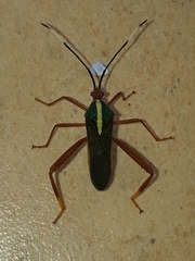 Lucullia flavovittata