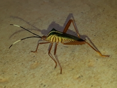 Lucullia flavovittata