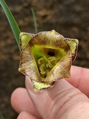 Fritillaria acmopetala