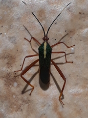 Lucullia flavovittata
