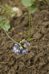 Allium sikkimense