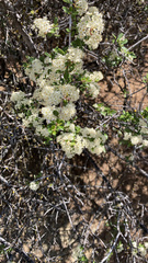 Ceanothus cordulatus
