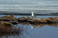 Larus fuscus barabensis