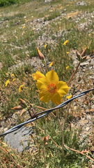 Mentzelia lindleyi