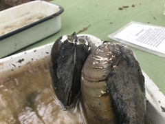 Utterbackiana suborbiculata