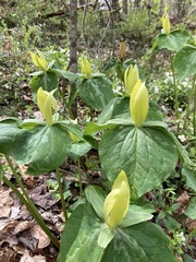 Trillium luteum