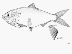 Finescale Menhaden photo 2