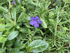 Vinca minor
