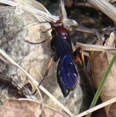 Ichneumon centrator