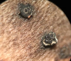 Camaropella pugillus