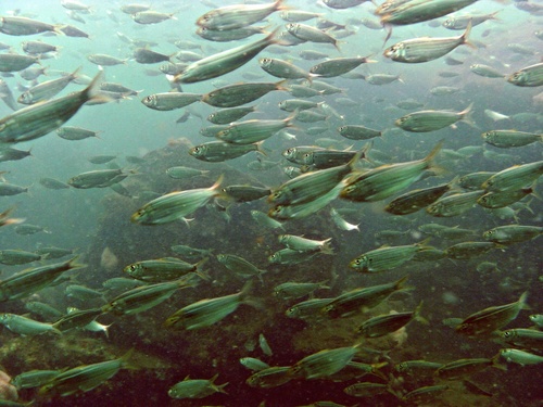 Gulf Menhaden