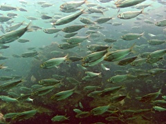 Gulf Menhaden photo 5