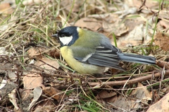 Parus major