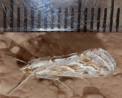 Evergestis vinctalis