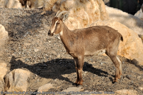Arabian Tahr