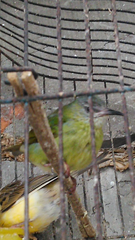 Cardinalidae