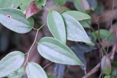 Smilax hypoglauca