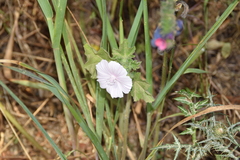 Malva hispanica
