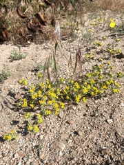 Eriophyllum multicaule